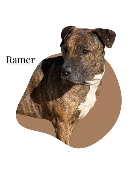 RAMER,  7yo Pit Bull Terrier for adoption at DogHorseCity, Toledo