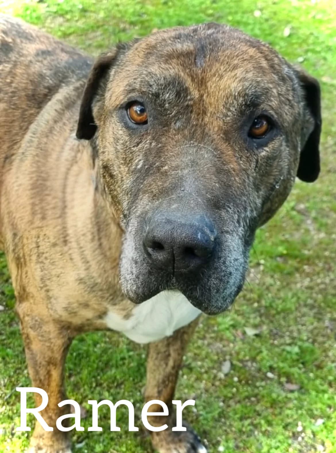RAMER, male 7yo Pit Bull Terrier for adoption at DogHorseCity, Toledo