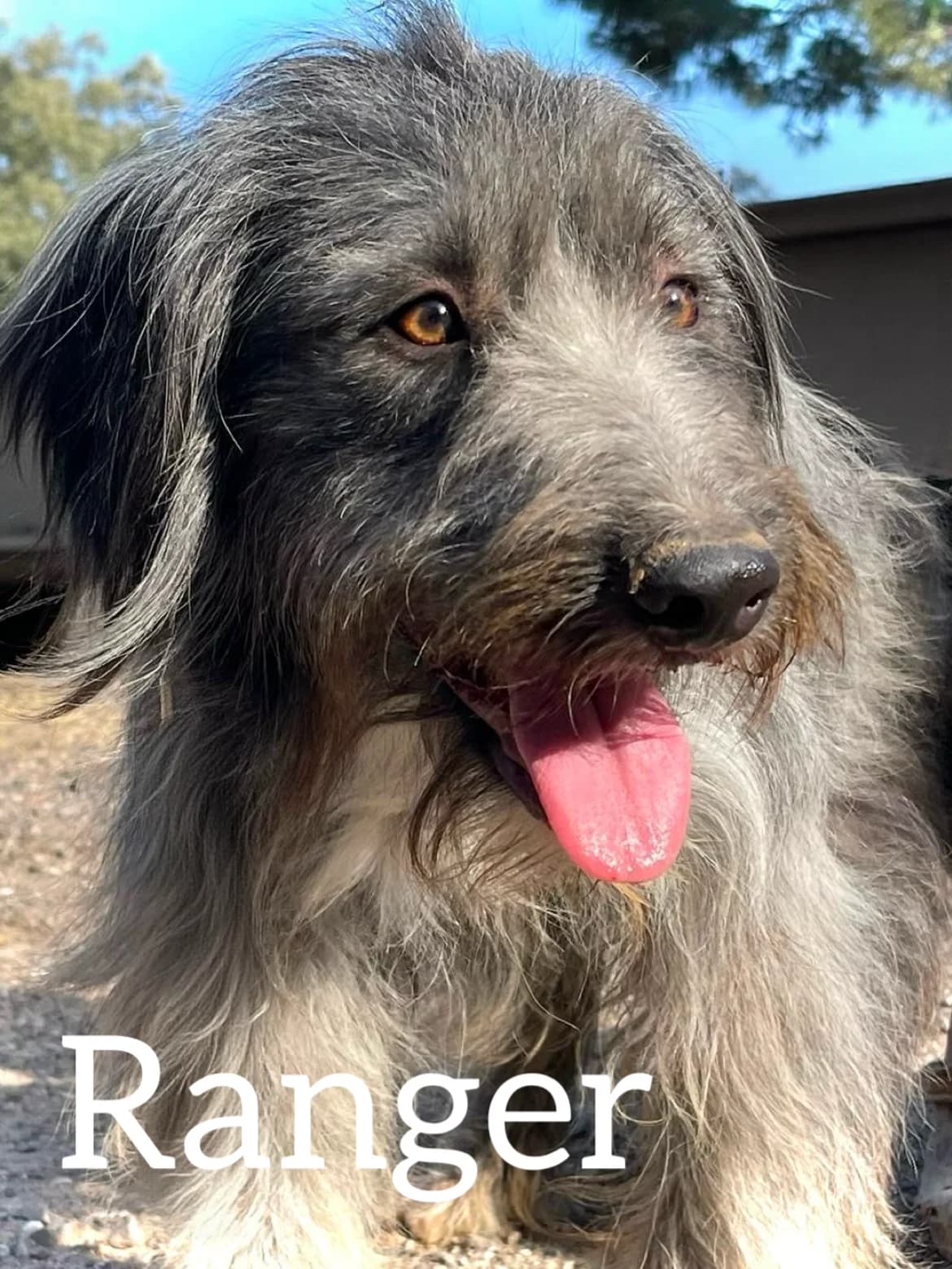 RANGER, male young Mixed Breed for adoption at DogHorseCity, Toledo