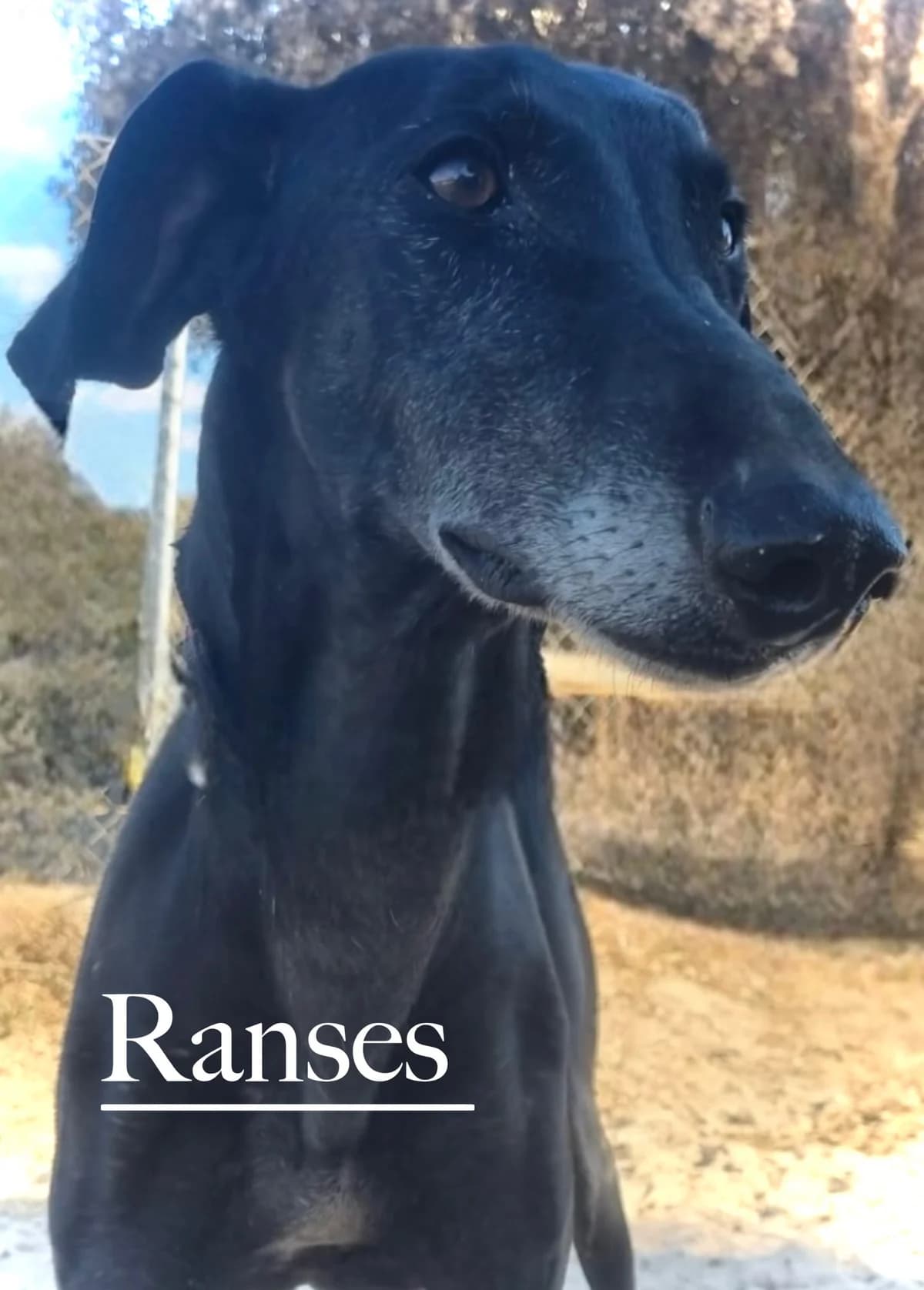 RANSES, male young Galgo Español for adoption at DogHorseCity, Toledo