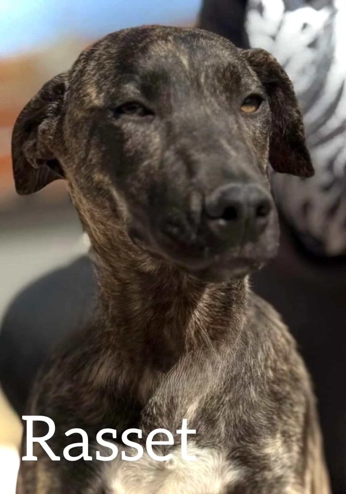 RASSET, male puppy Mixed Breed for adoption at DogHorseCity, Toledo
