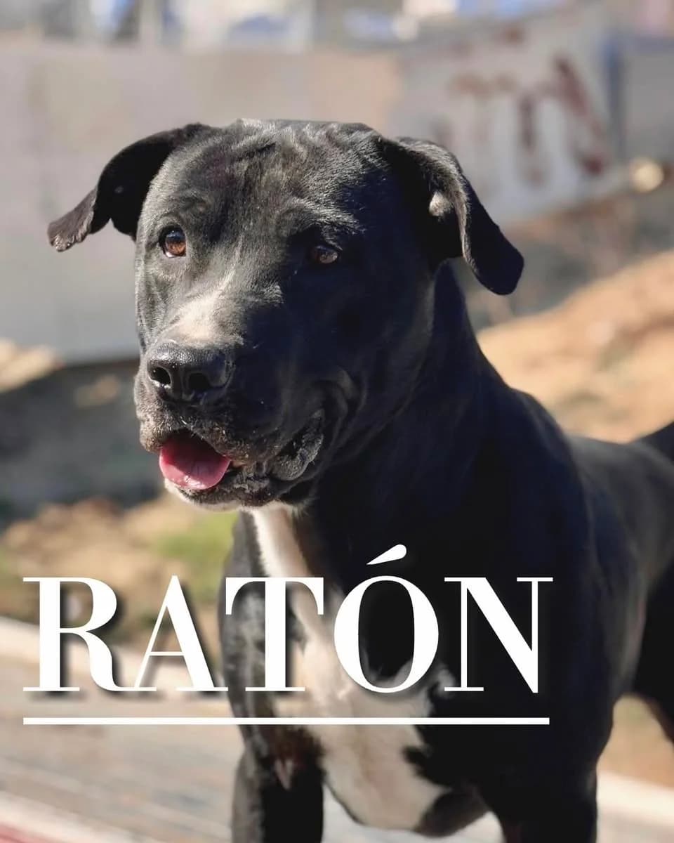 RATÓN,  5yo Pit Bull Terrier for adoption at DogHorseCity, Toledo