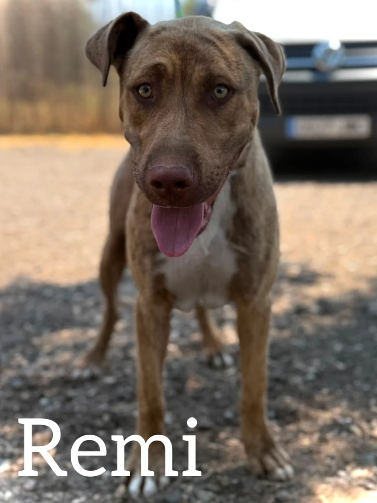 REMI, male young Mixed Breed for adoption at DogHorseCity, Toledo