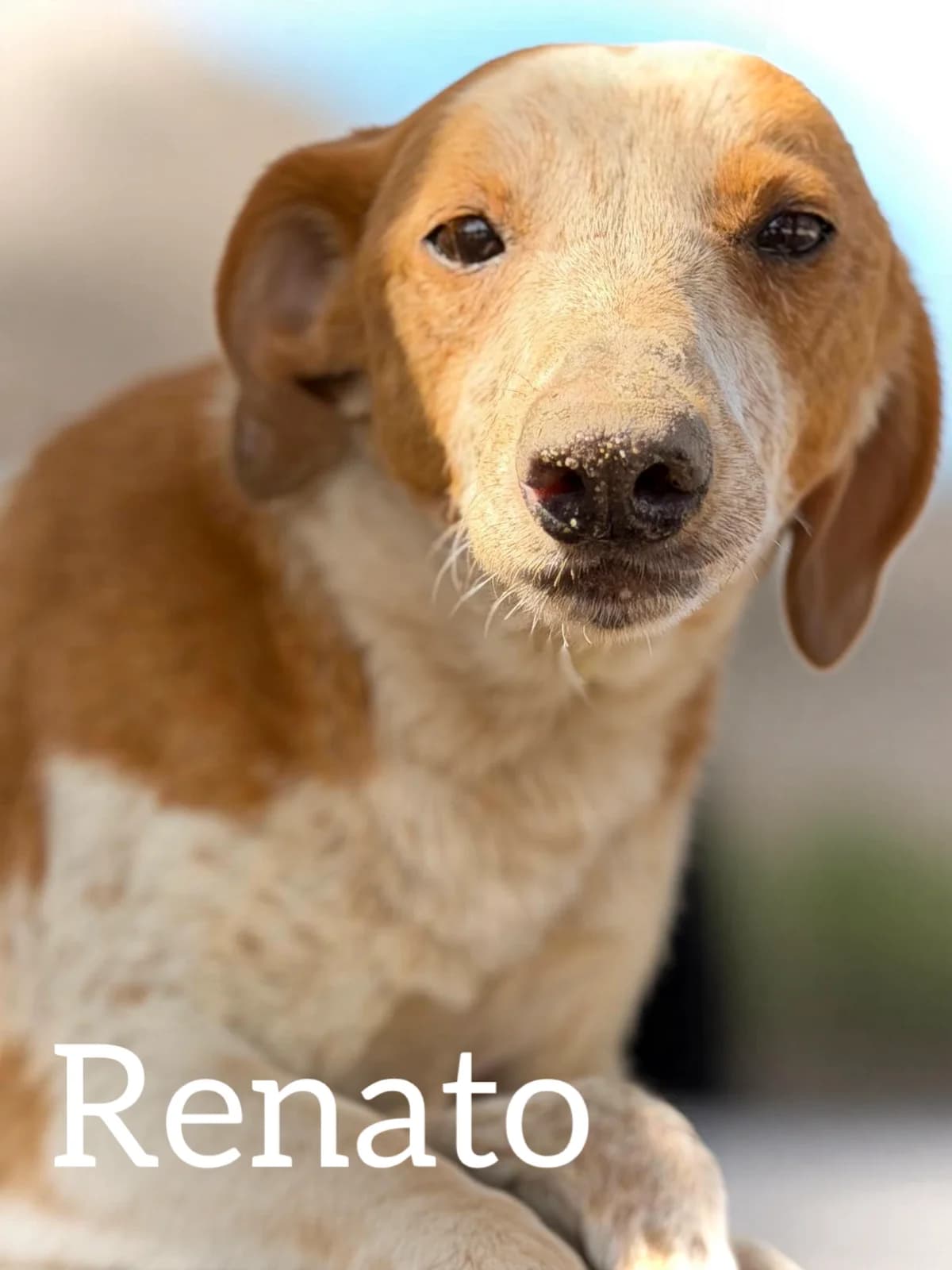 RENATO, male senior Podenco for adoption at DogHorseCity, Toledo