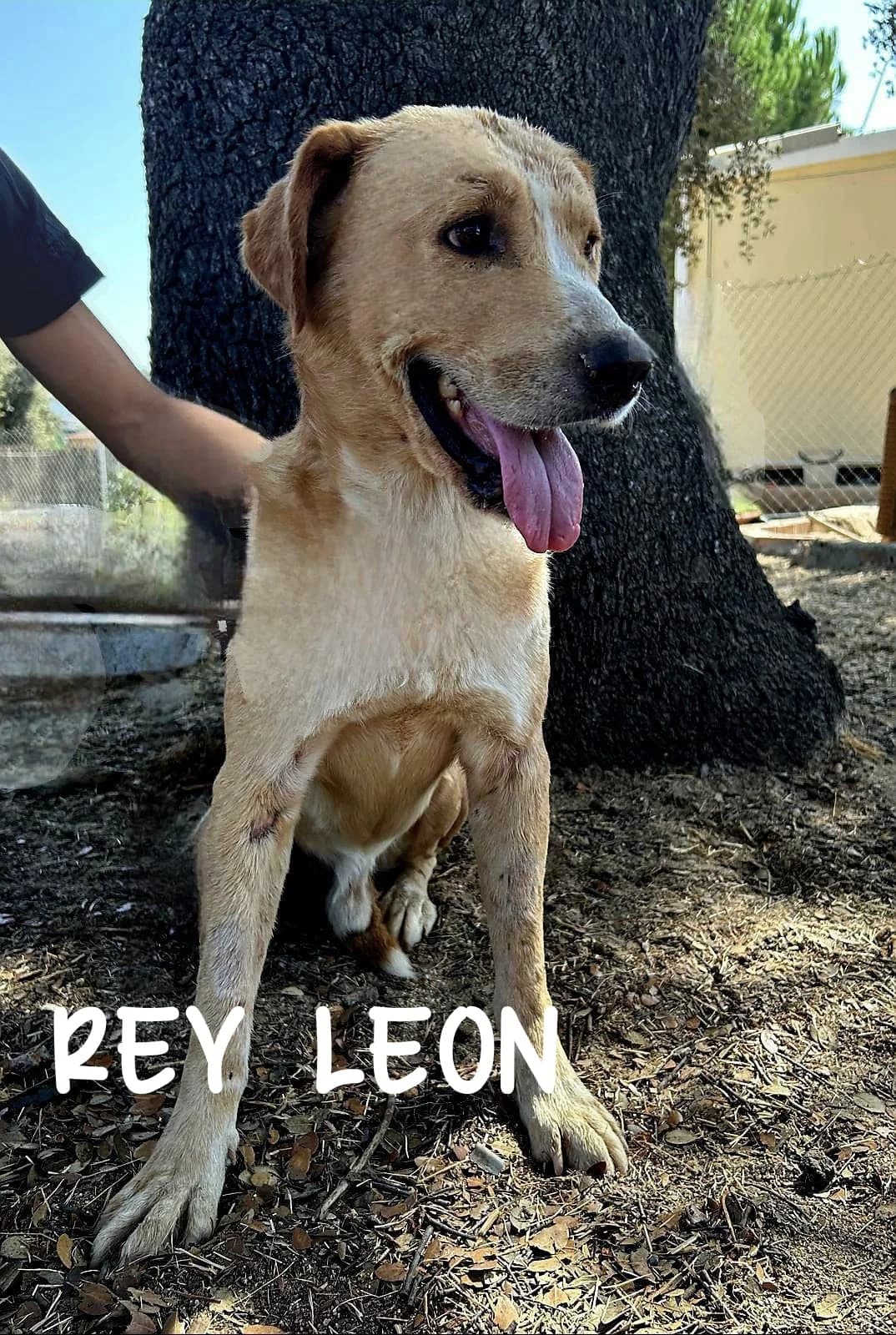 REY LEÓN, male 5yo Mixed Breed for adoption at DogHorseCity, Toledo