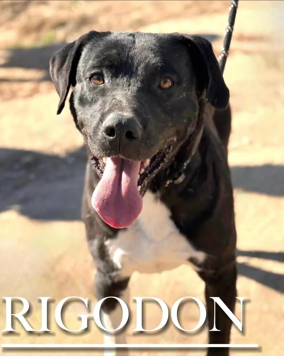 Rigodón, male 6yo Mixed Breed for adoption at DogHorseCity, Toledo
