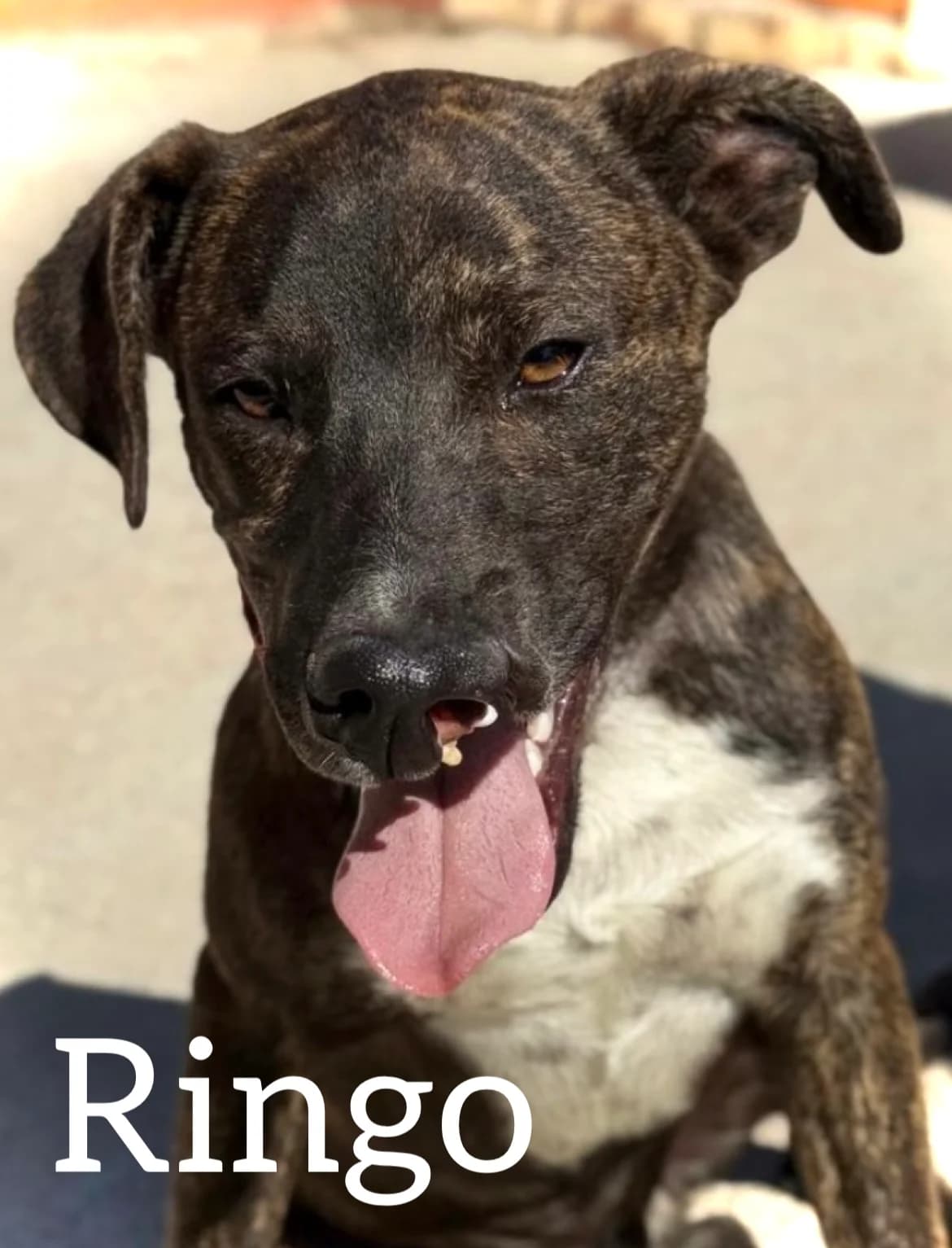 RINGO, male puppy Mixed Breed for adoption at DogHorseCity, Toledo