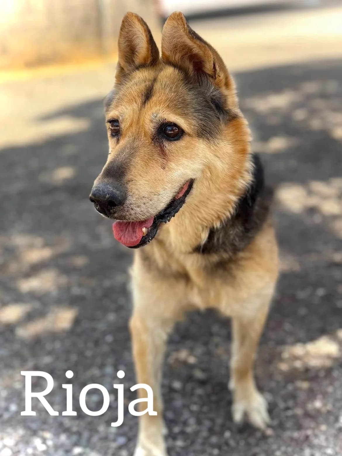 RIOJA, female senior German Shepherd for adoption at DogHorseCity, Toledo