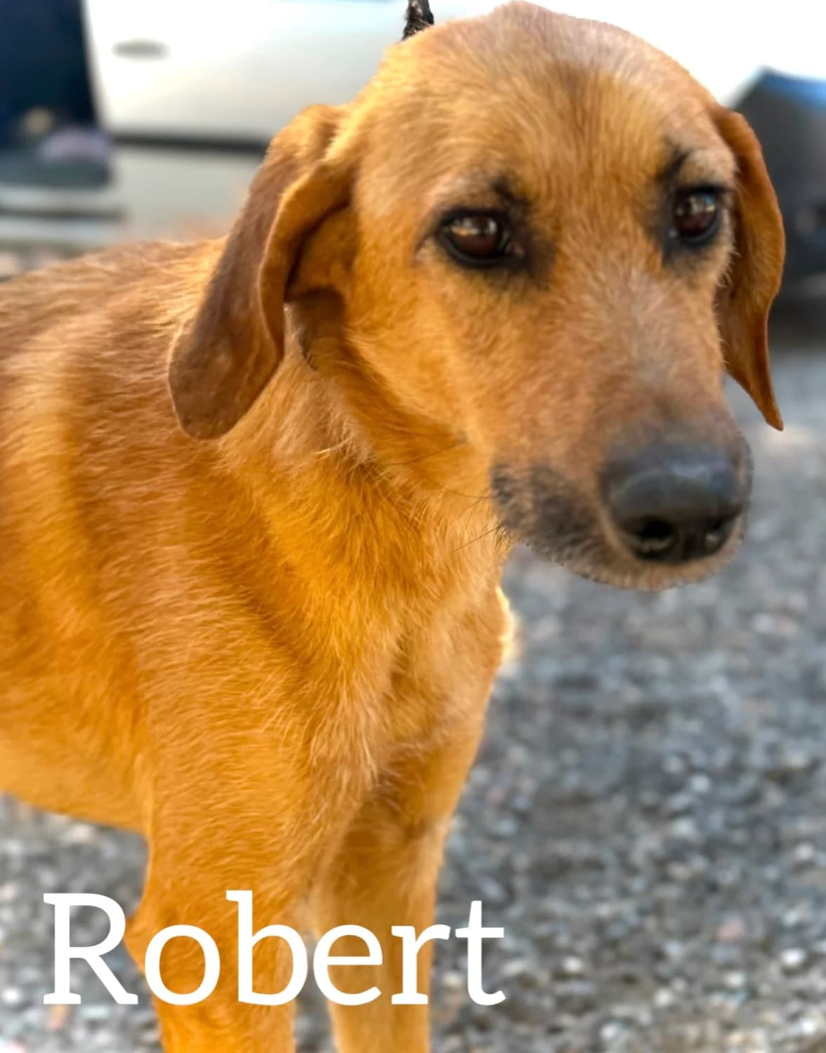 ROBERT, male young Mixed Breed for adoption at DogHorseCity, Toledo
