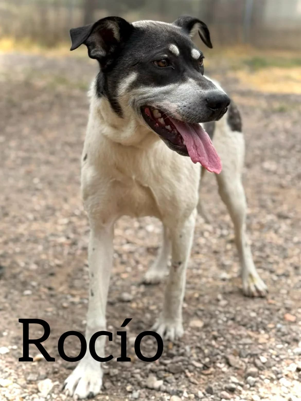 ROCIO, female young Pointer for adoption at DogHorseCity, Toledo