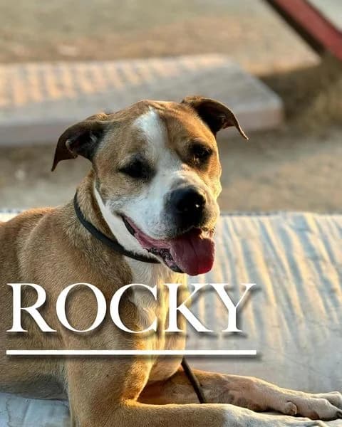 ROCKY, male senior mixed breed for adoption at DogHorseCity, Toledo