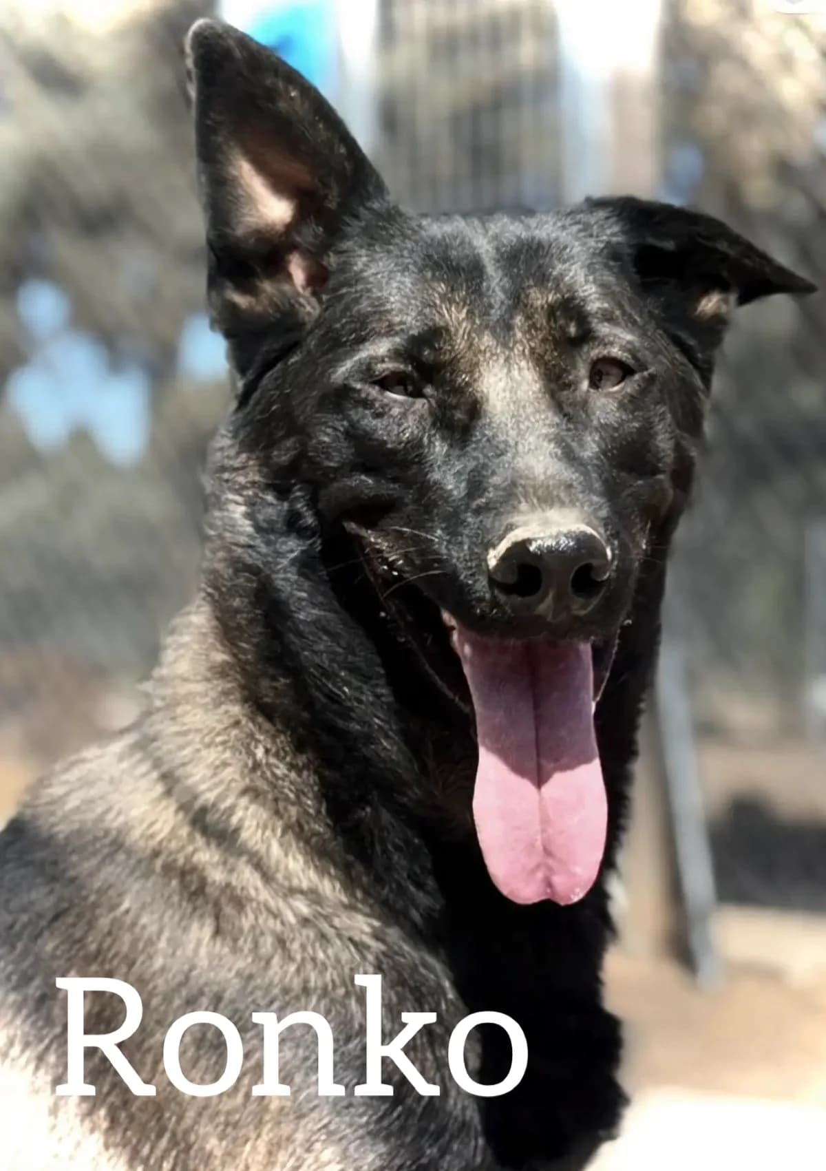 RONKO, male young Belgian Malinois for adoption at DogHorseCity, Toledo