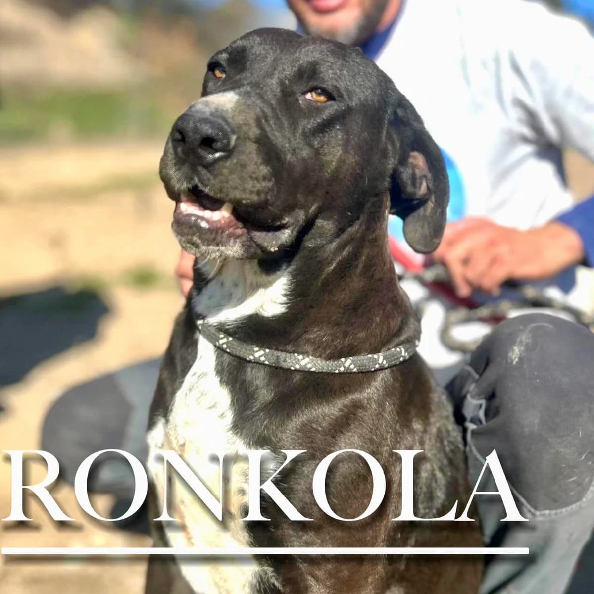 RONKOLA,  4yo Mixed Breed for adoption at DogHorseCity, Toledo
