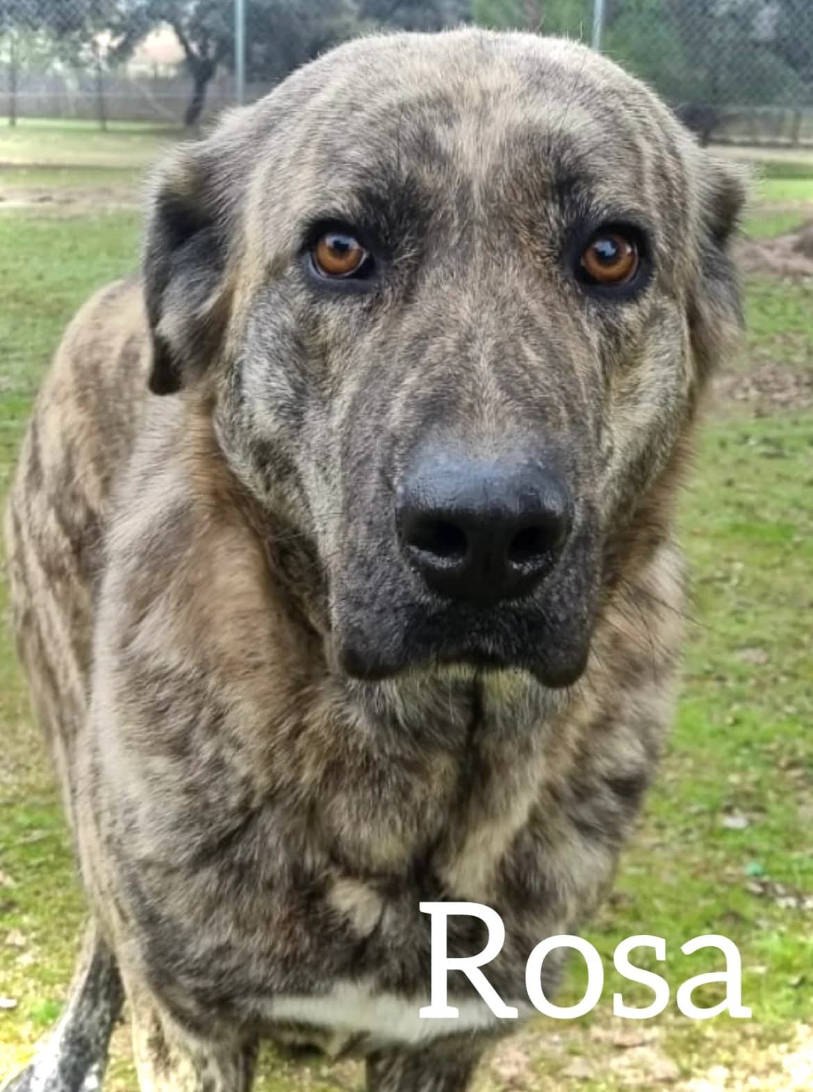 ROSA, female 3yo Spanish Mastiff for adoption at DogHorseCity, Toledo