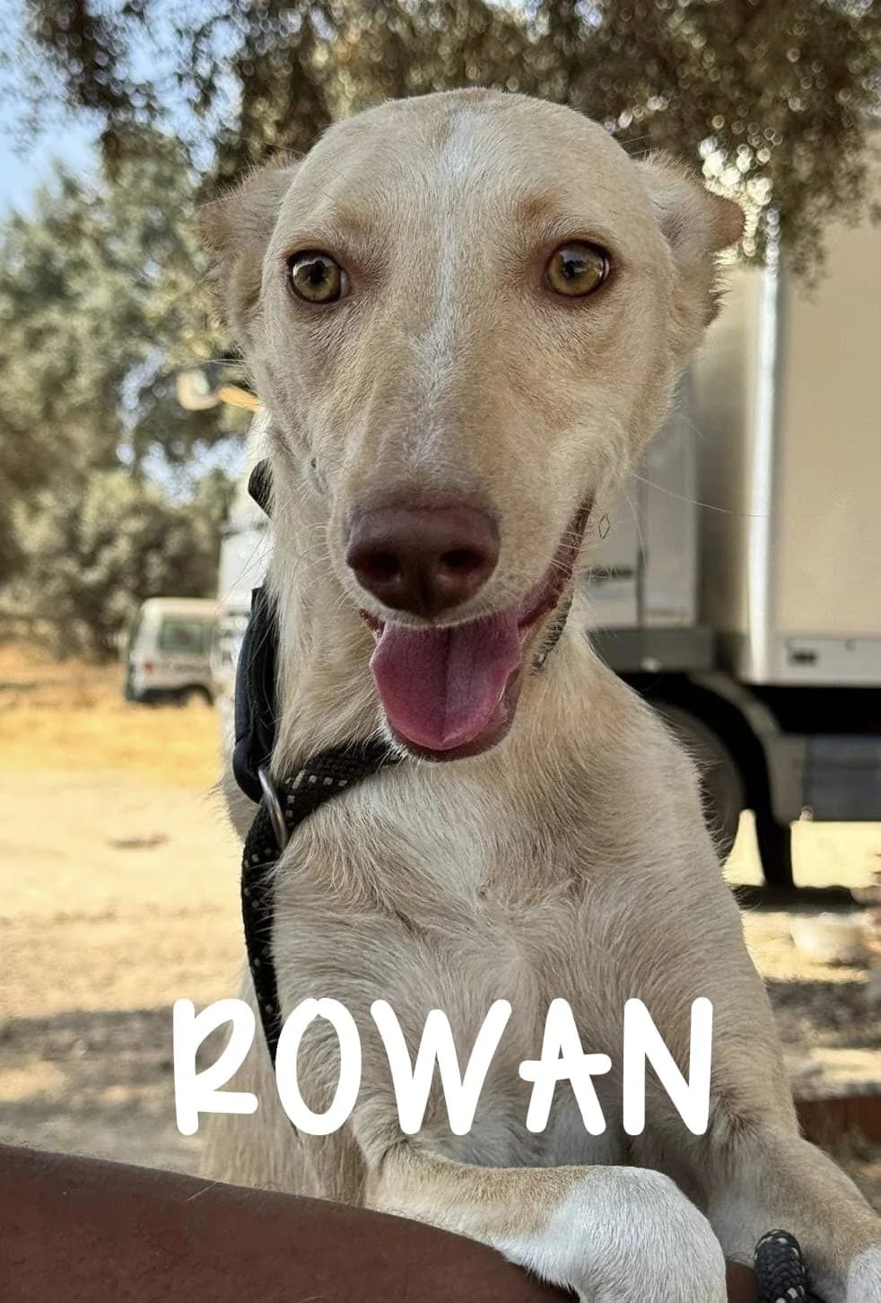 ROWAN, male young Podenco for adoption at DogHorseCity, Toledo