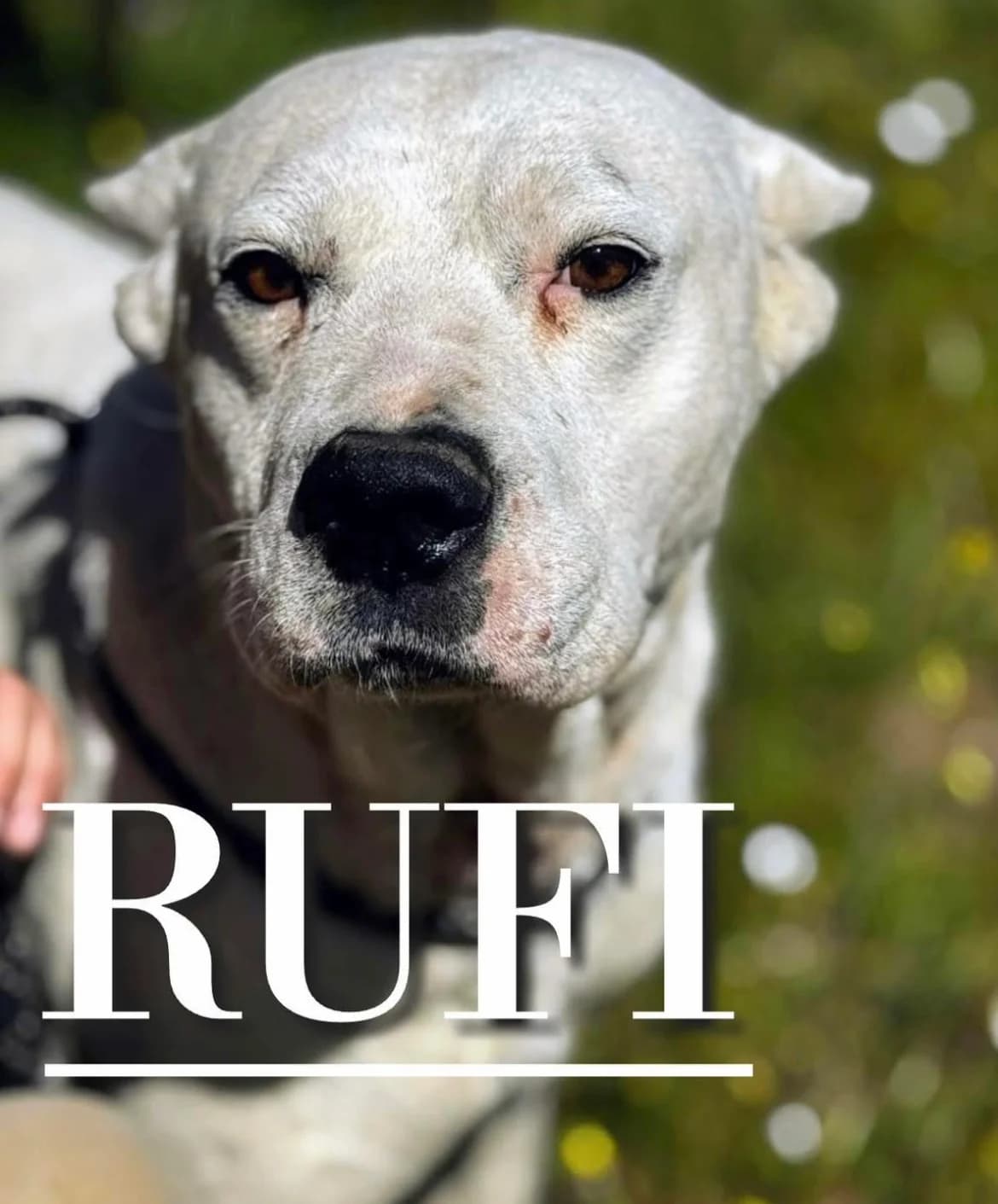 Rufi,  senior American Staffordshire Terrier for adoption at DogHorseCity, Toledo