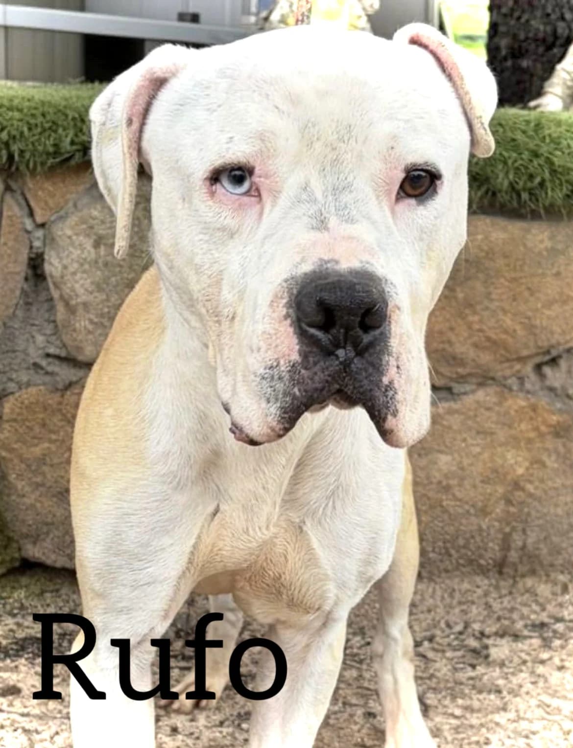 RUFO, male 3yo American Staffordshire Terrier for adoption at DogHorseCity, Toledo