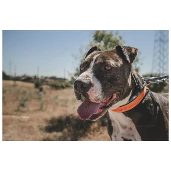 RULLY (Vaya Huellas),  senior Pit Bull Terrier for adoption at DogHorseCity, Toledo