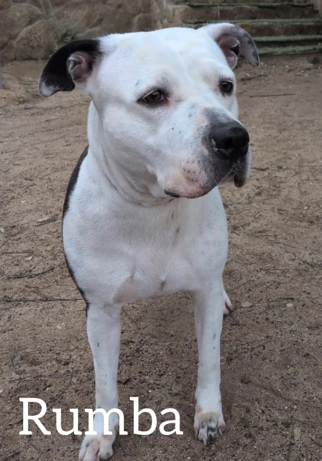 RUMBA, female 7yo Pit Bull Terrier for adoption at DogHorseCity, Toledo