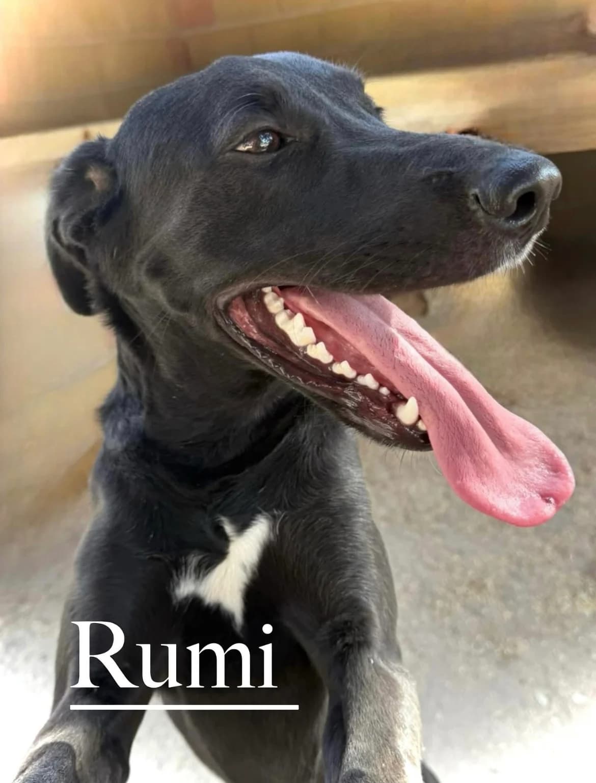 RUMI, male young Mixed Breed for adoption at DogHorseCity, Toledo