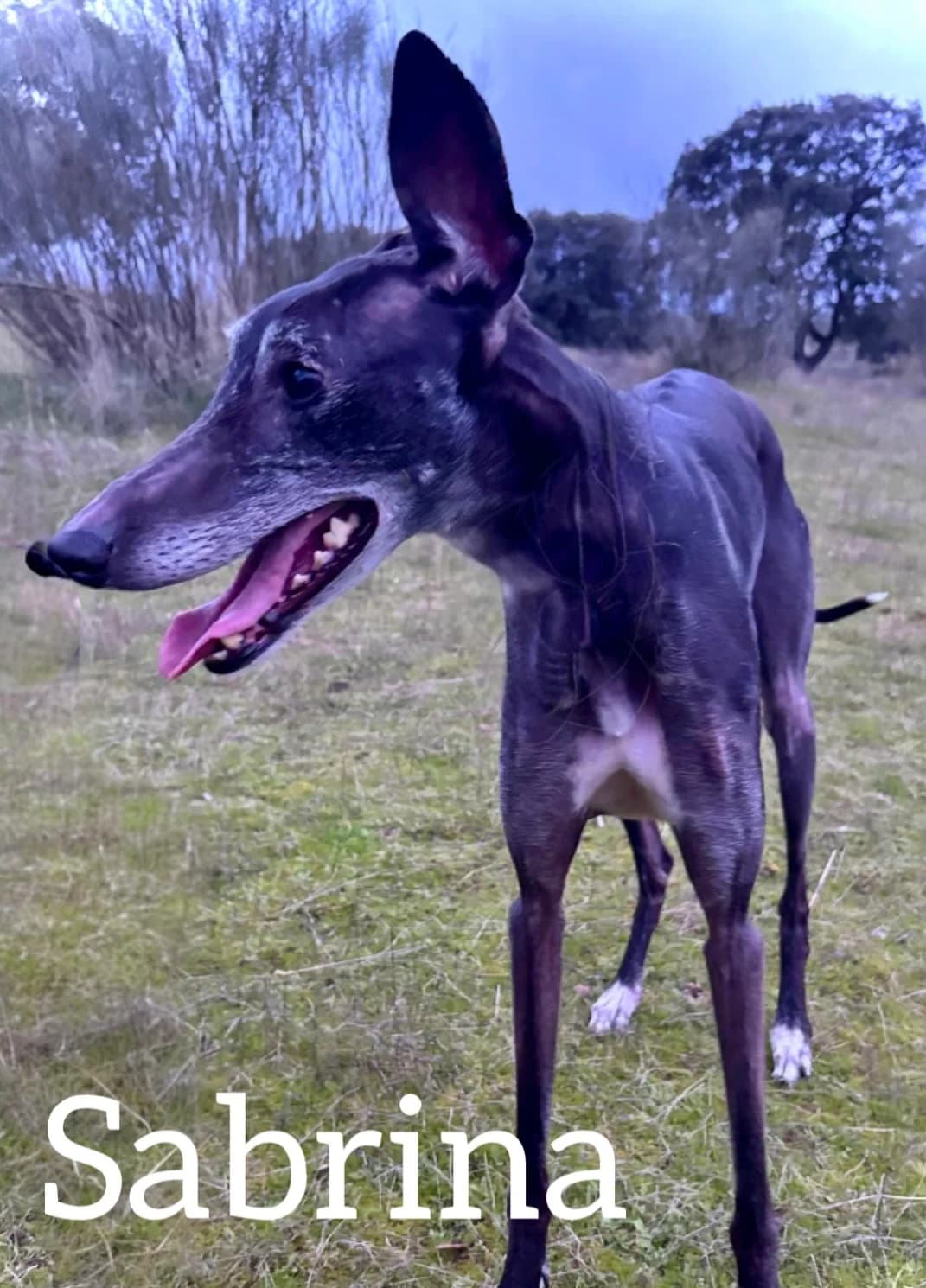 SABRINA, female 5yo Galgo Español for adoption at DogHorseCity, Toledo