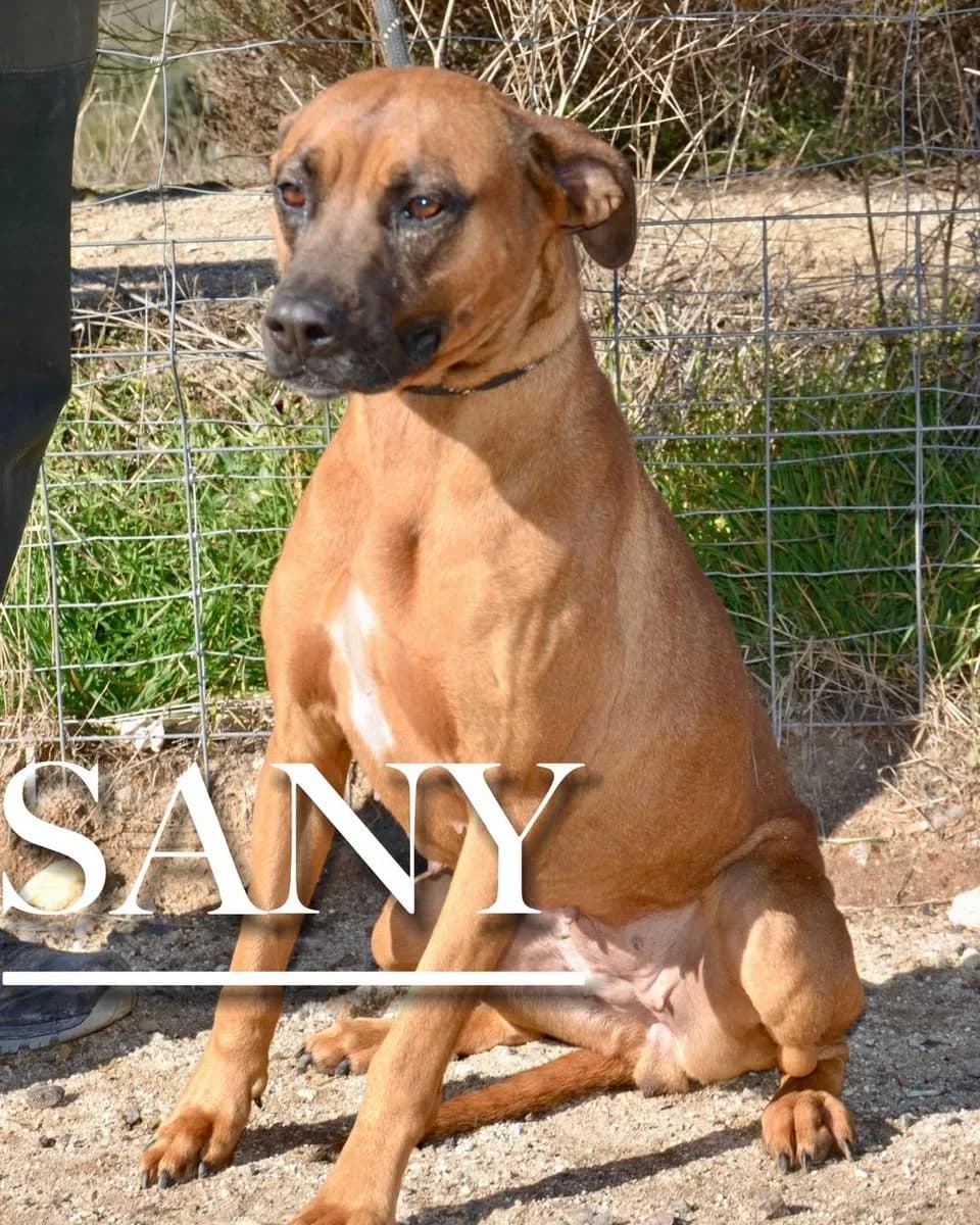 SANY,  4yo Mixed Breed for adoption at DogHorseCity, Toledo