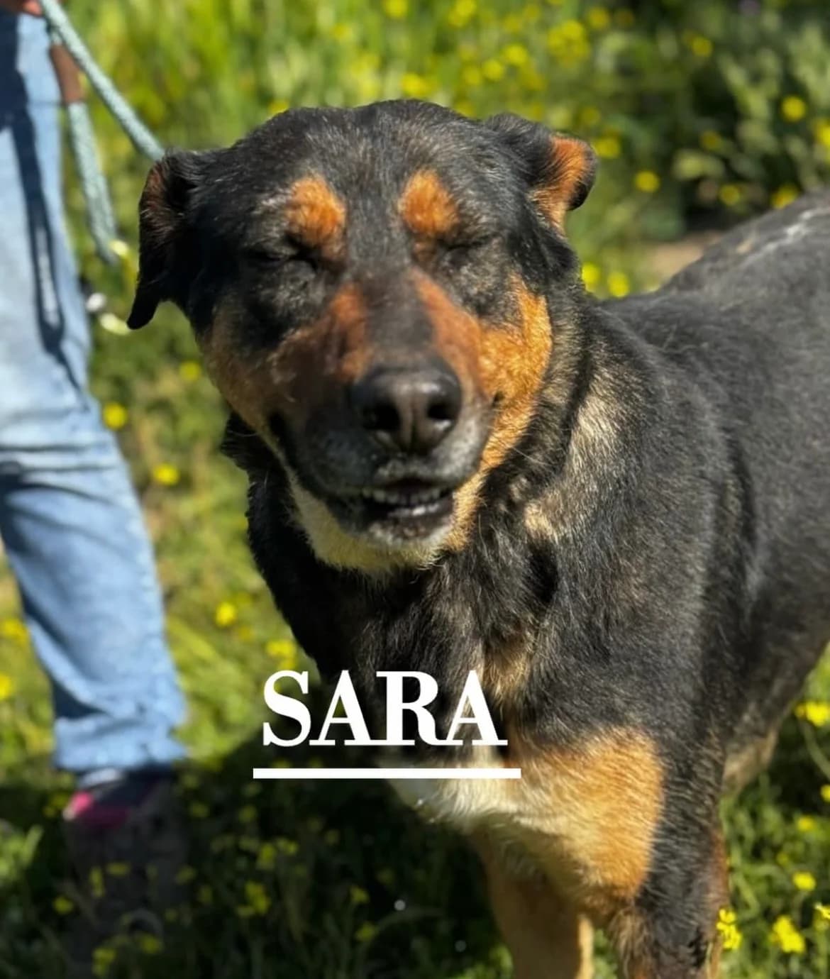 SARA,  7yo German Shepherd for adoption at DogHorseCity, Toledo
