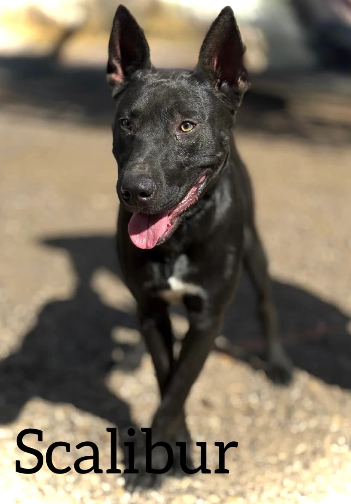 SCALIBUR, male young Mixed Breed for adoption at DogHorseCity, Toledo