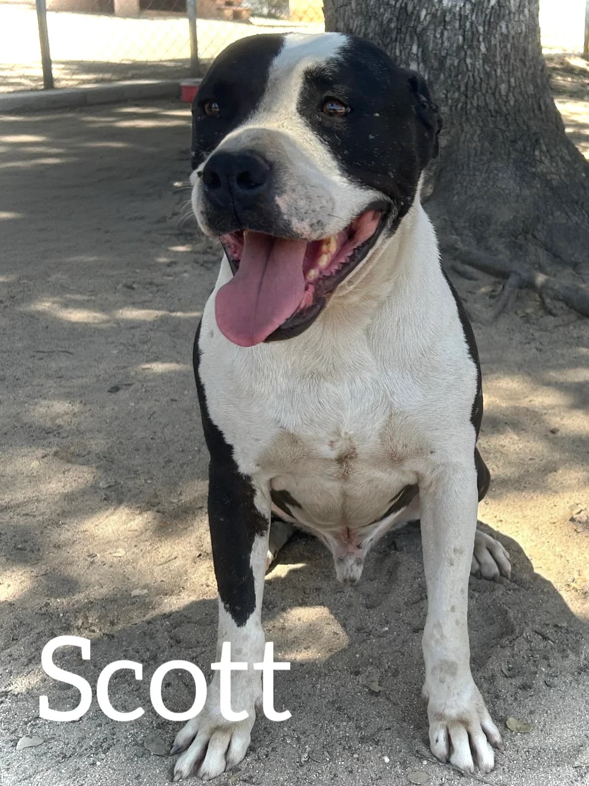 SCOTT, male 7yo Pit Bull Terrier for adoption at DogHorseCity, Toledo