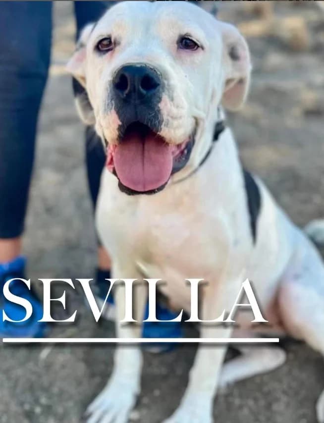 SEVILLA, female 3yo Pit Bull Terrier for adoption at DogHorseCity, Toledo