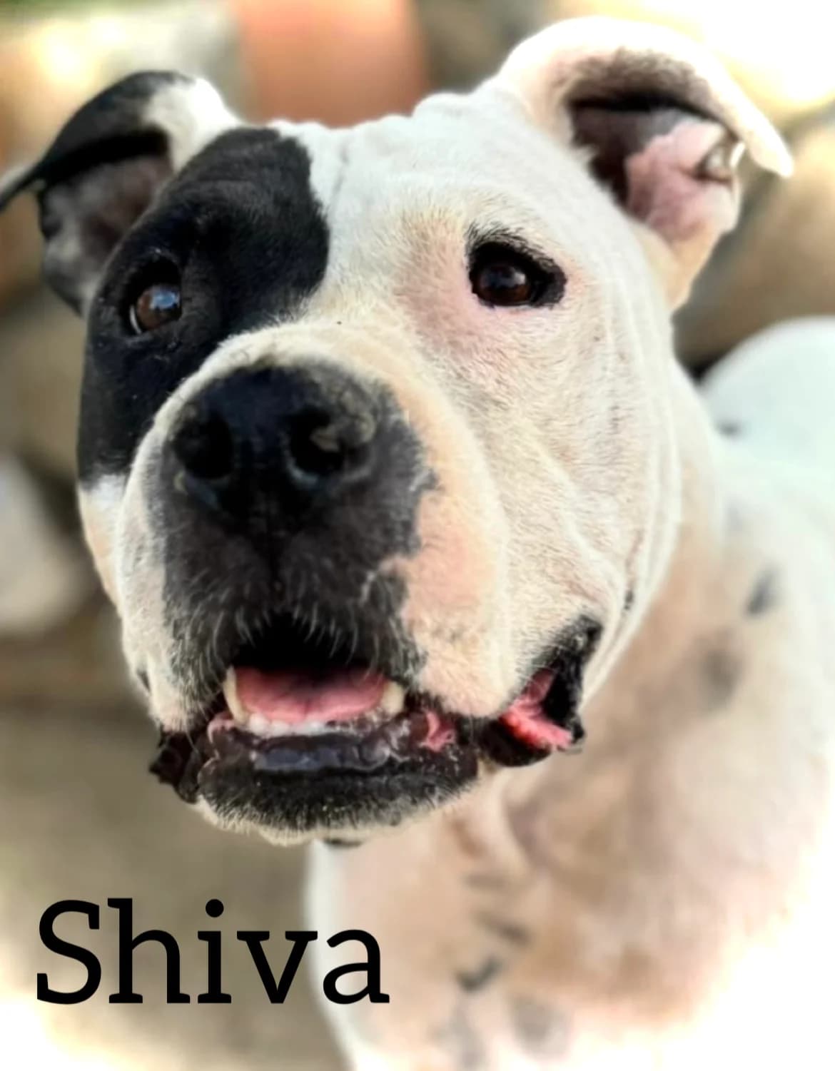 SHIVA, female 6yo American Bully for adoption at DogHorseCity, Toledo