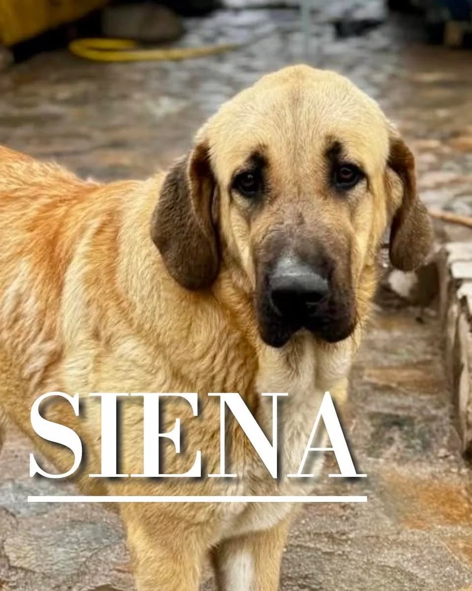 SIENA,  young mixed breed for adoption at DogHorseCity, Toledo