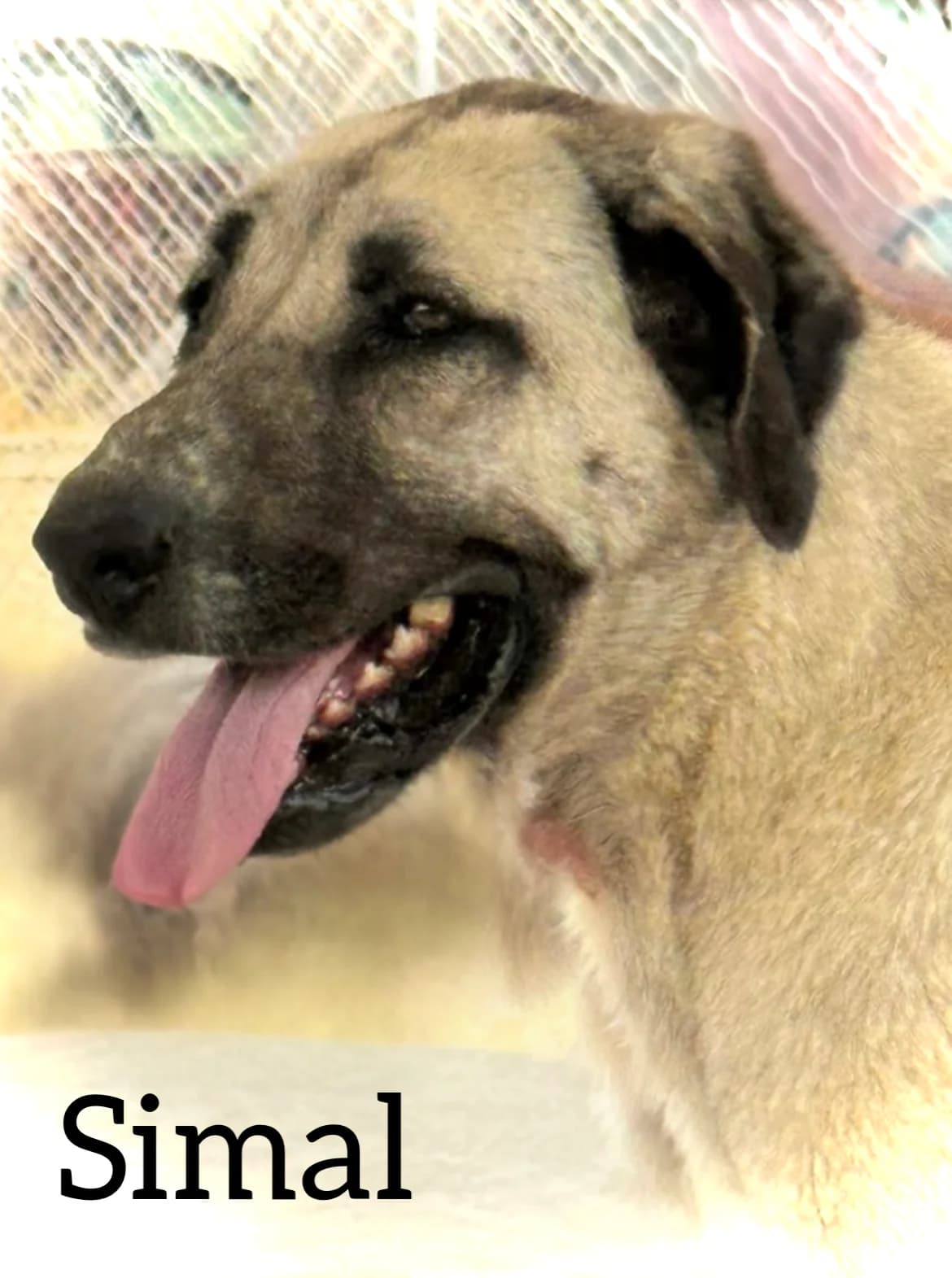 SIMAL, female 3yo mixed breed for adoption at DogHorseCity, Toledo