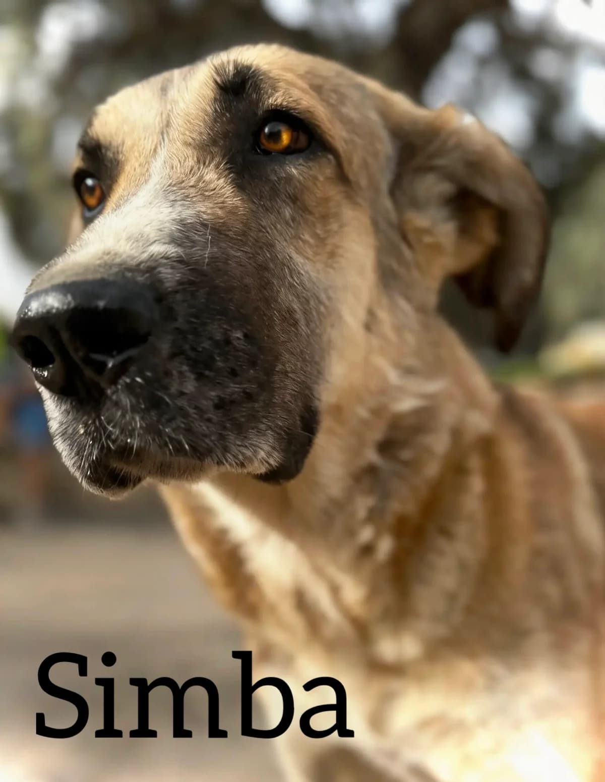 SIMBA, female 4yo Spanish Mastiff for adoption at DogHorseCity, Toledo