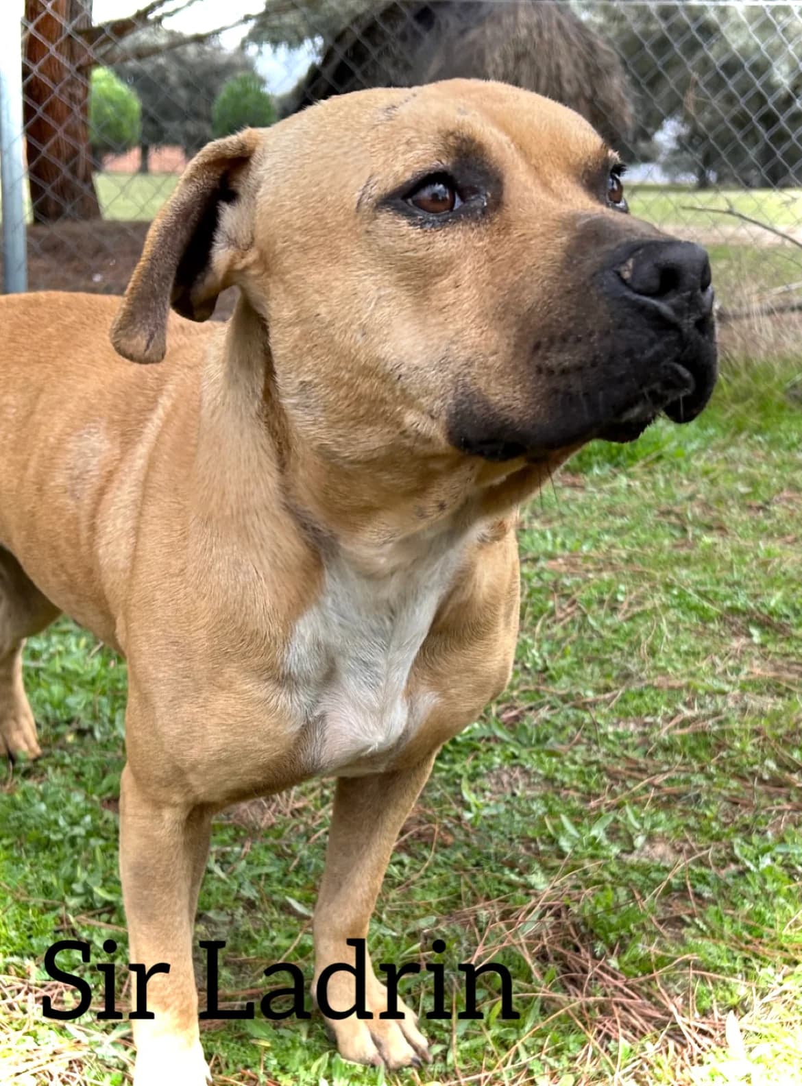 SIR LADRIN, male Mixed Breed Cat for adoption at DogHorseCity, Toledo