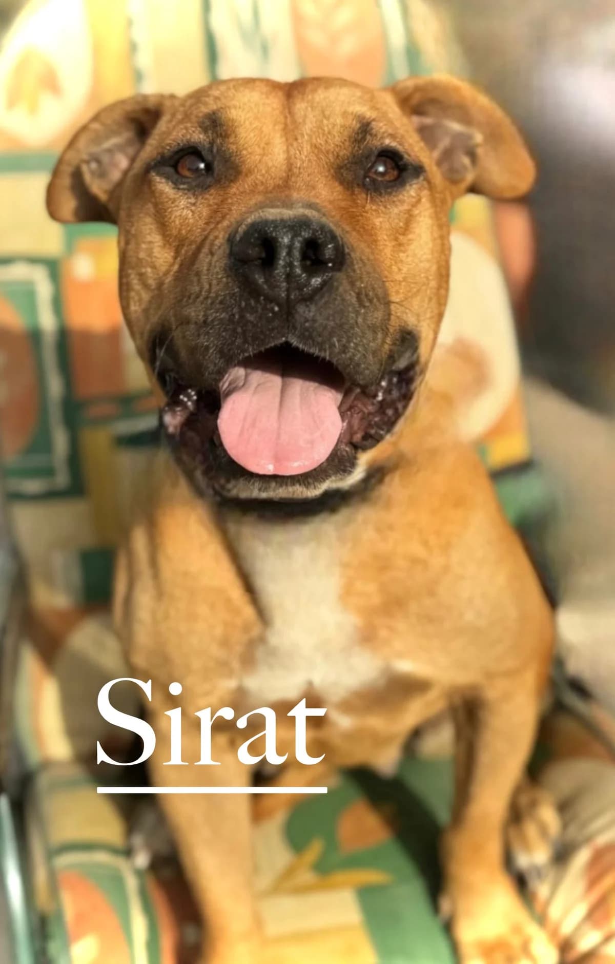 SIRAT, female 3yo American Staffordshire Terrier for adoption at DogHorseCity, Toledo