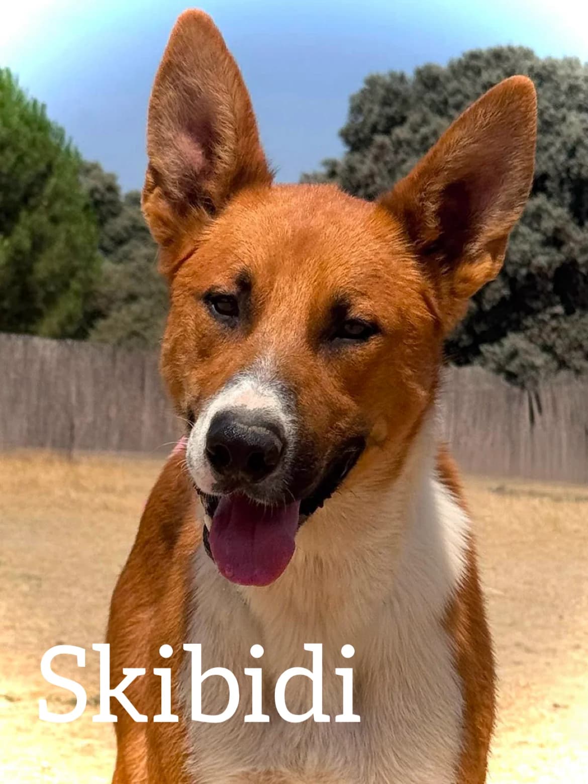 SKIBIDI, male young Mixed Breed for adoption at DogHorseCity, Toledo
