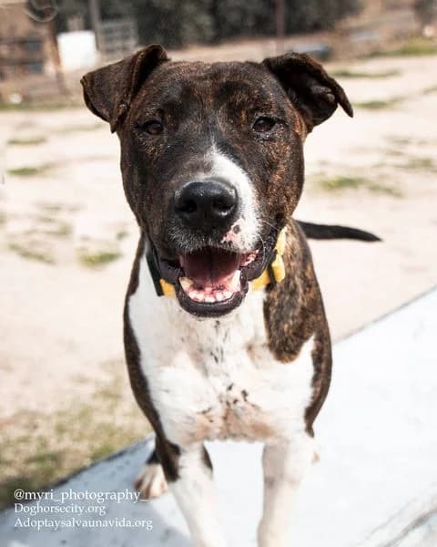 SKINNER,  7yo Pit Bull Terrier for adoption at DogHorseCity, Toledo