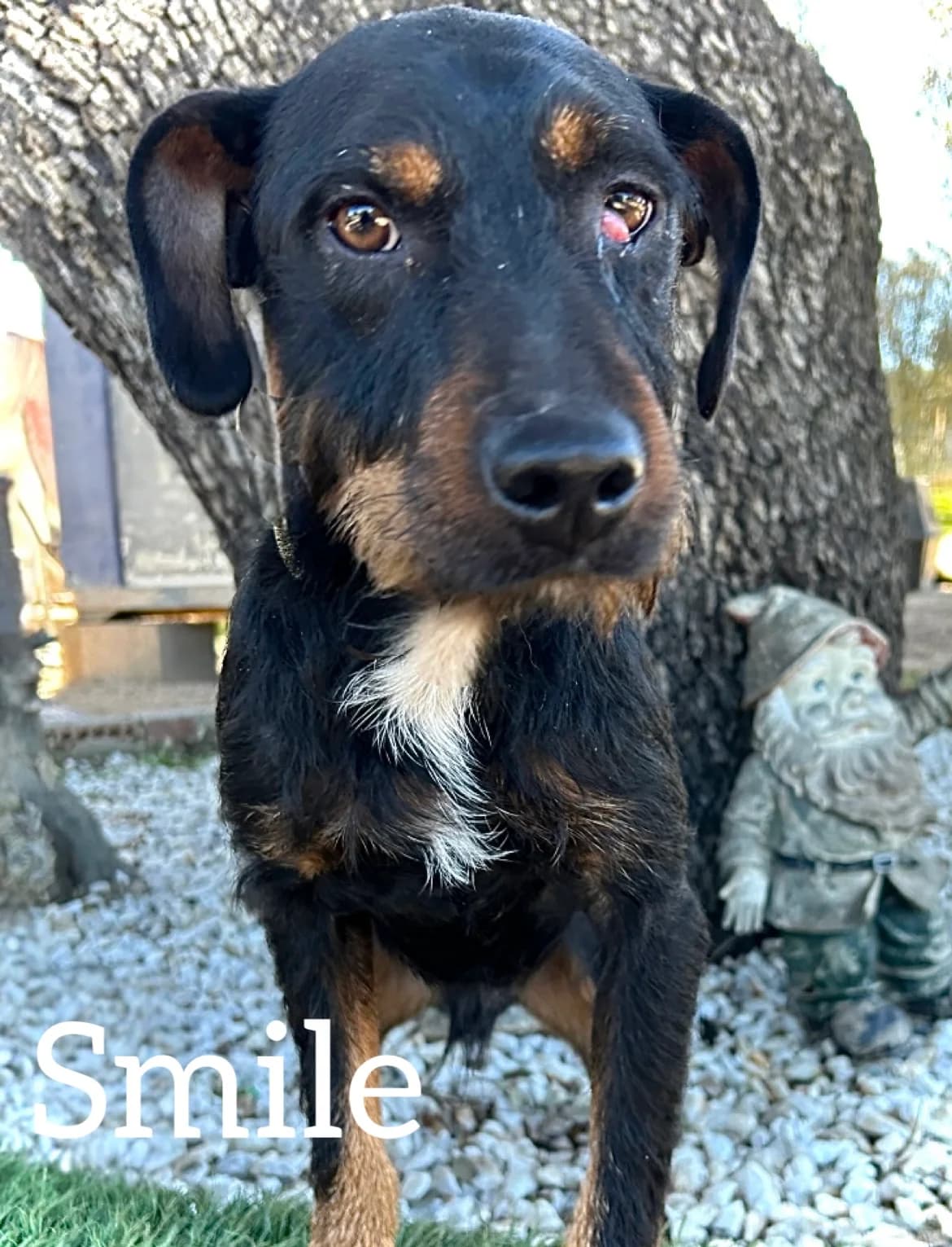 SMILE, male young Mixed Breed for adoption at DogHorseCity, Toledo