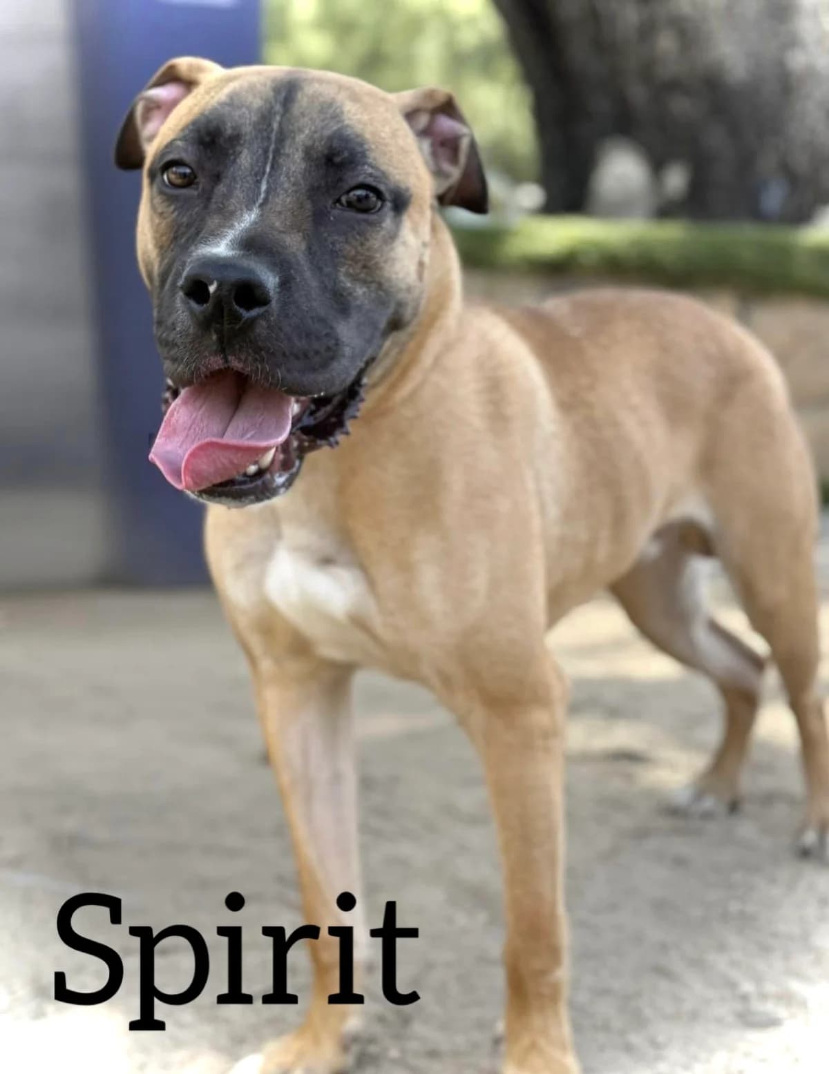 SPIRIT, male puppy American Staffordshire Terrier for adoption at DogHorseCity, Toledo