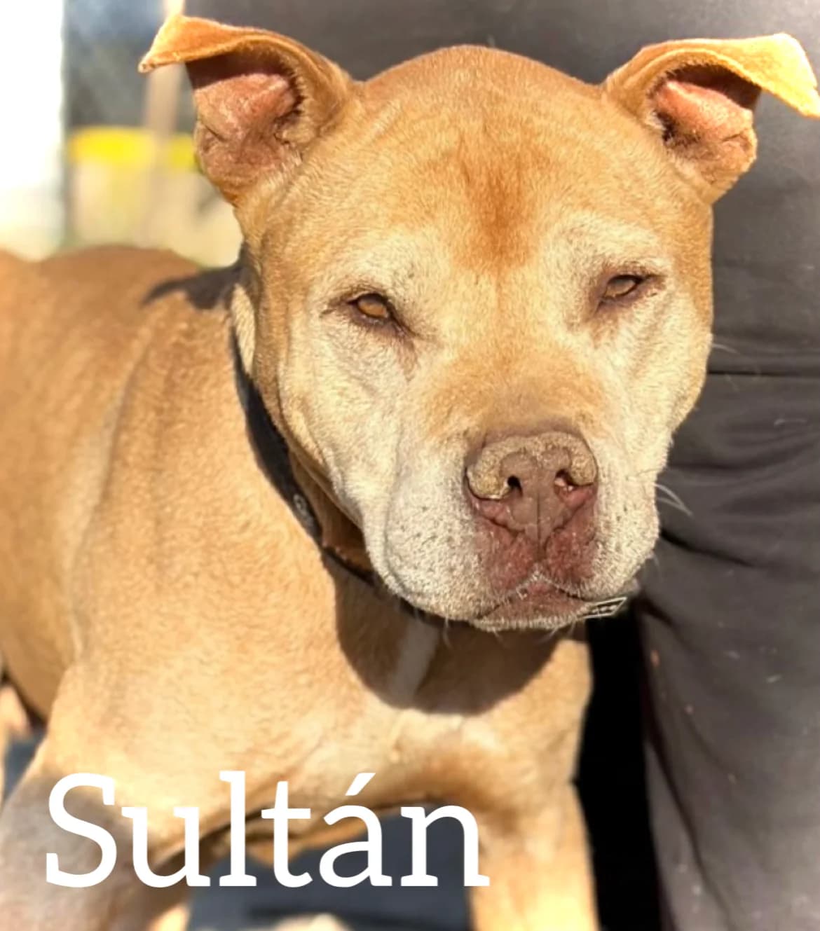 SULTAN, male senior Pit Bull Terrier for adoption at DogHorseCity, Toledo