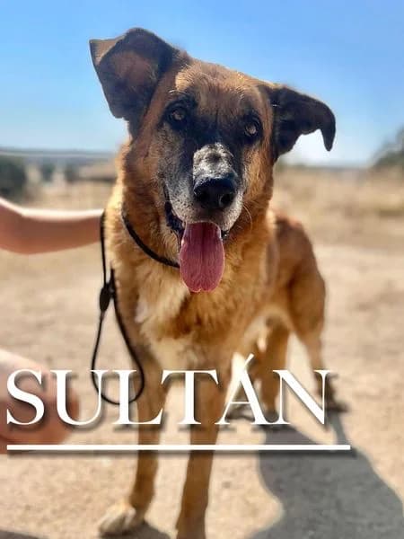 SULTÁN,  senior Spanish Mastiff for adoption at DogHorseCity, Toledo