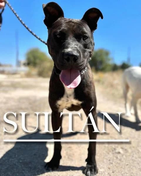 SULTÁN, male 4yo Pit Bull Terrier for adoption at DogHorseCity, Toledo