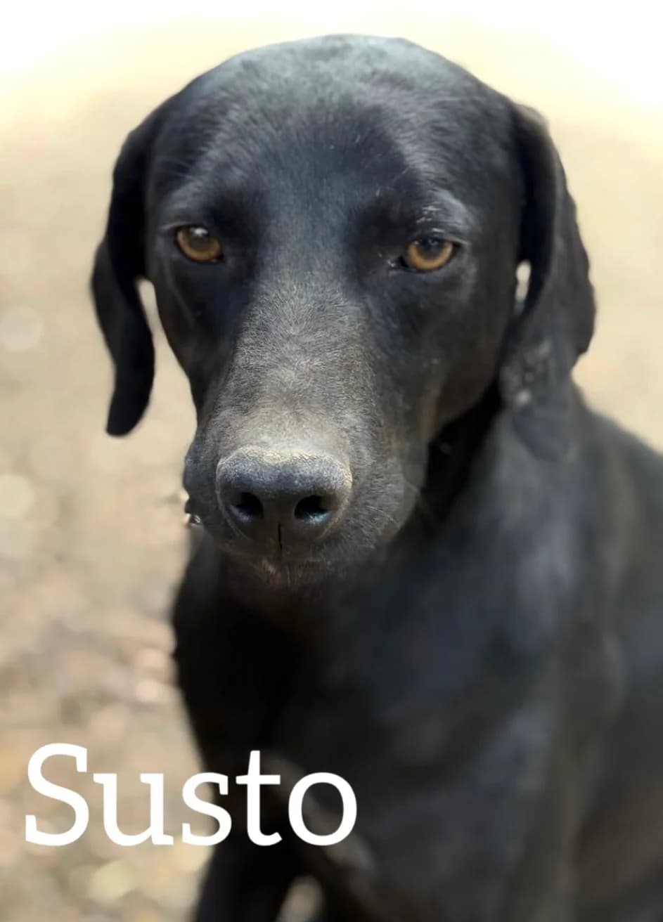SUSTO, male young Mixed Breed for adoption at DogHorseCity, Toledo