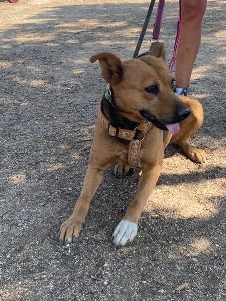 SWAN,  7yo Mixed Breed for adoption at DogHorseCity, Toledo