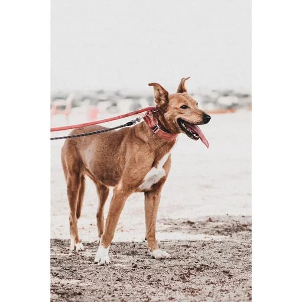 SWEET,  7yo Mixed Breed for adoption at DogHorseCity, Toledo