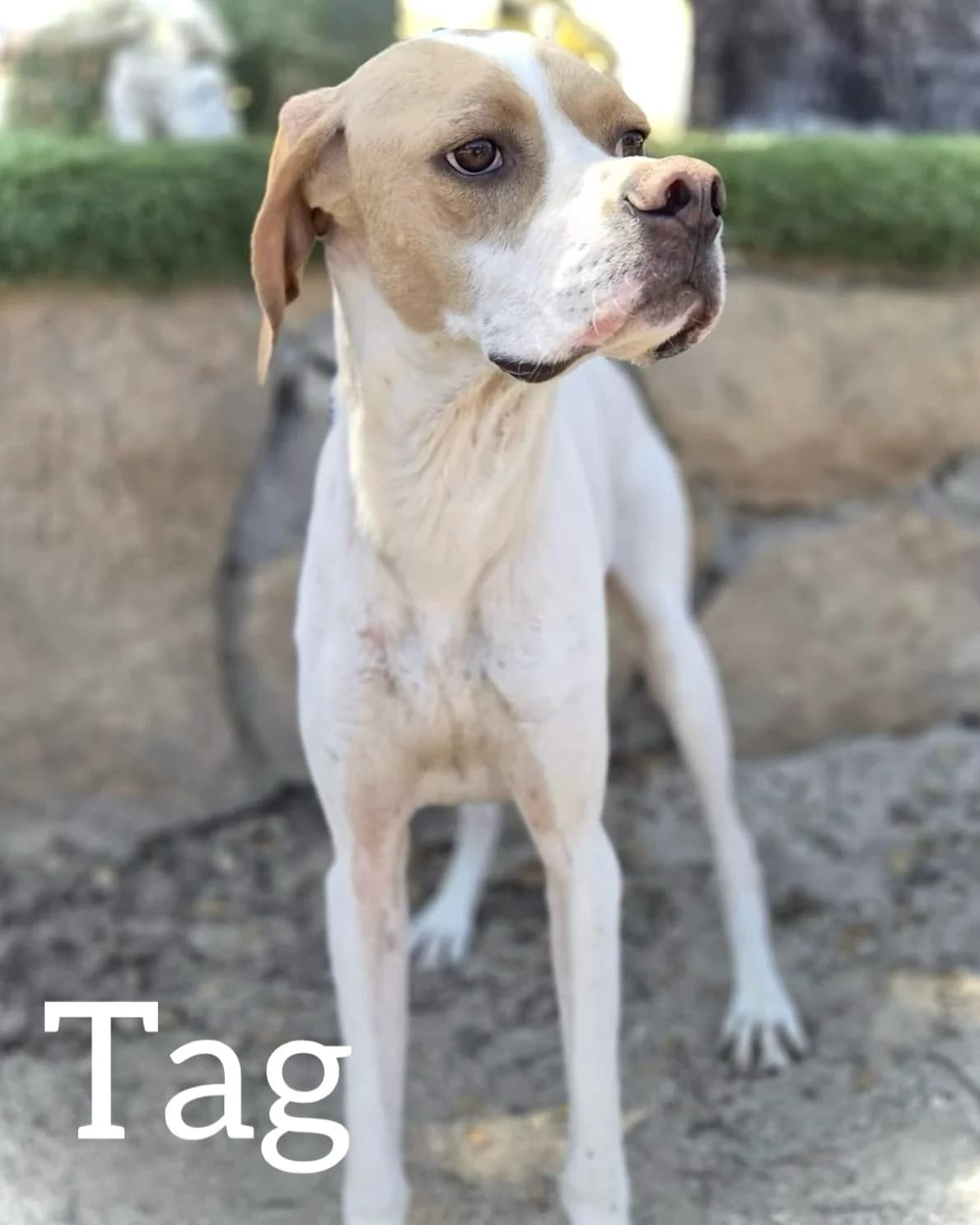 TAG, male young Pointer for adoption at DogHorseCity, Toledo