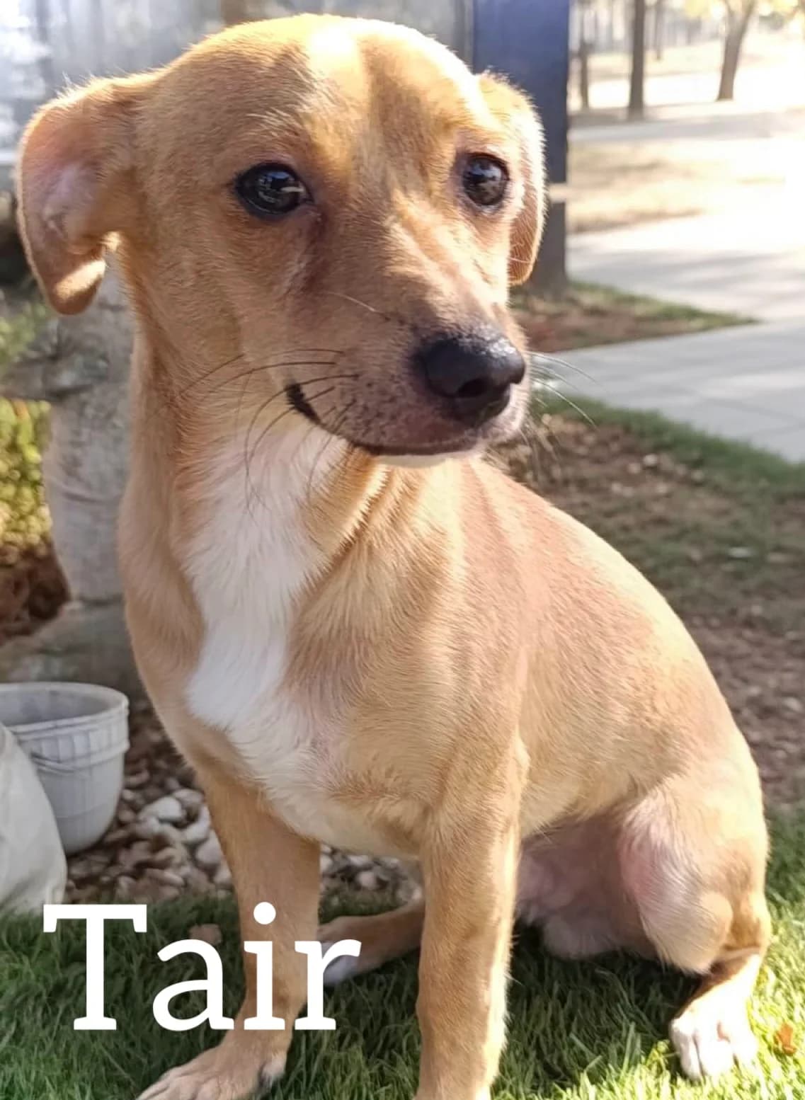 TAIR, male puppy Podenco for adoption at DogHorseCity, Toledo