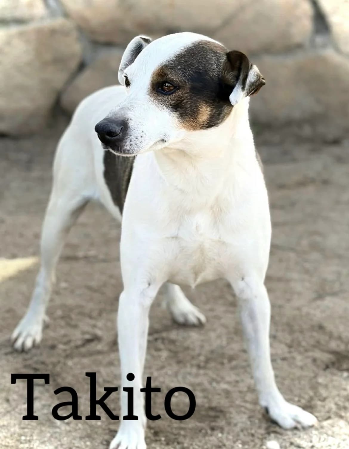 TAKITO, male 4yo mixed breed for adoption at DogHorseCity, Toledo