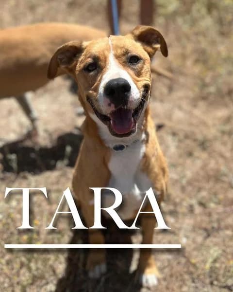 TARA, female 4yo Mixed Breed for adoption at DogHorseCity, Toledo